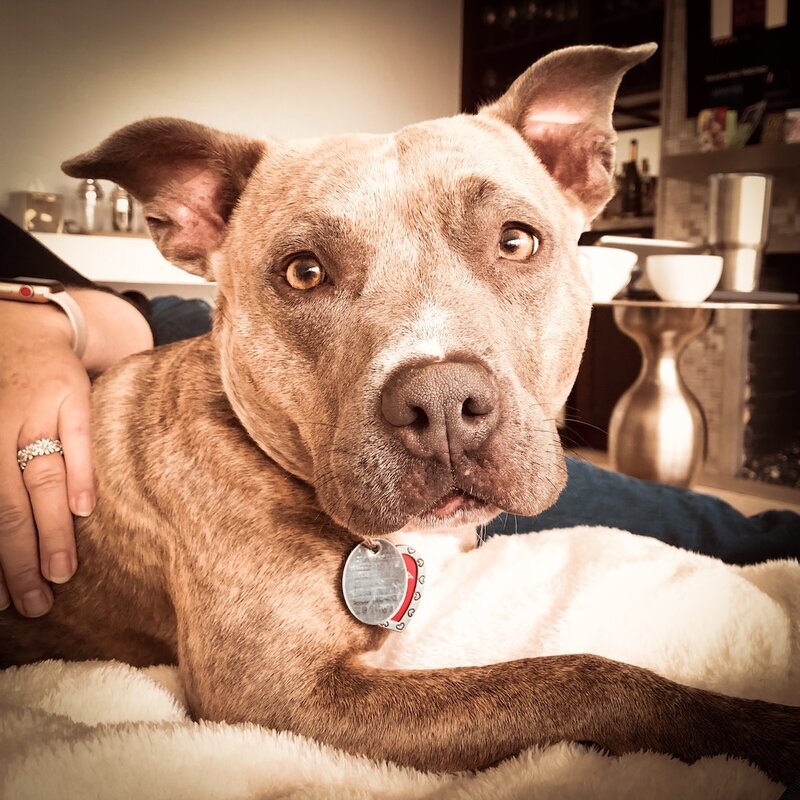 Brown pit bull mix resting on a fluffy dog bed during dog sitting at Beach House Bliss OC, Huntington Beach