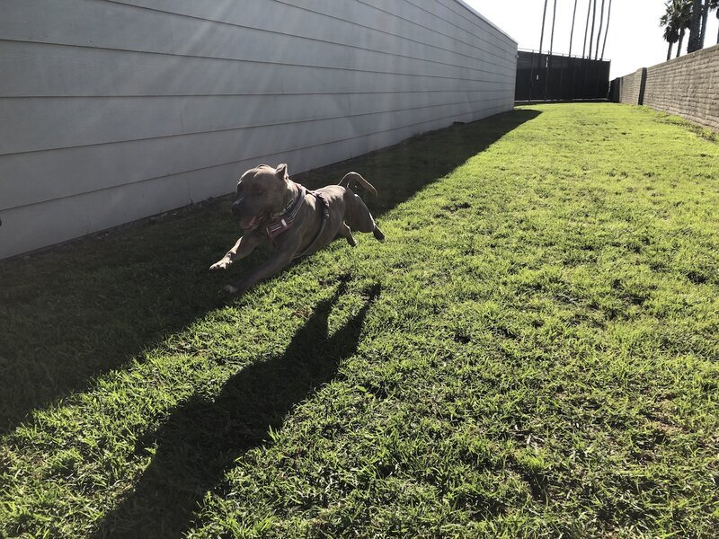 Dog leaping with joy in the secure fenced yard at Beach House Bliss OC dog sitting, Orange County CA