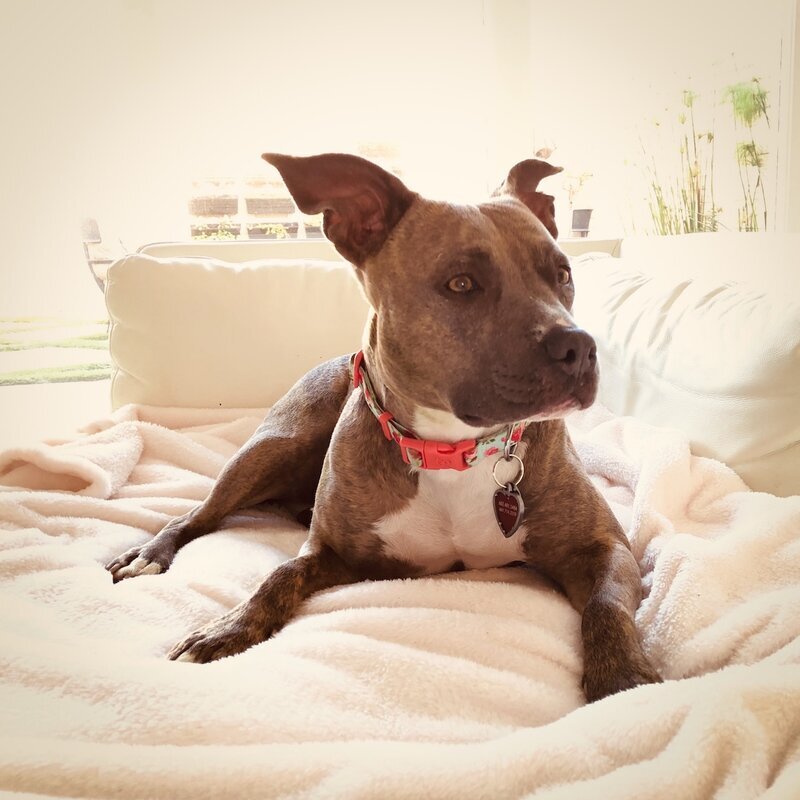 Pit bull mix lounging on the sofa in the bright private home at Beach House Bliss OC, Huntington Beach