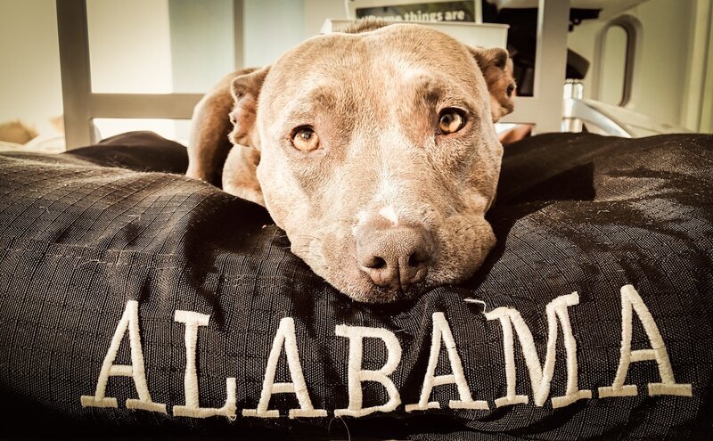 Relaxed dog resting its chin on a cozy dog bed during a stay at Beach House Bliss OC, Orange County