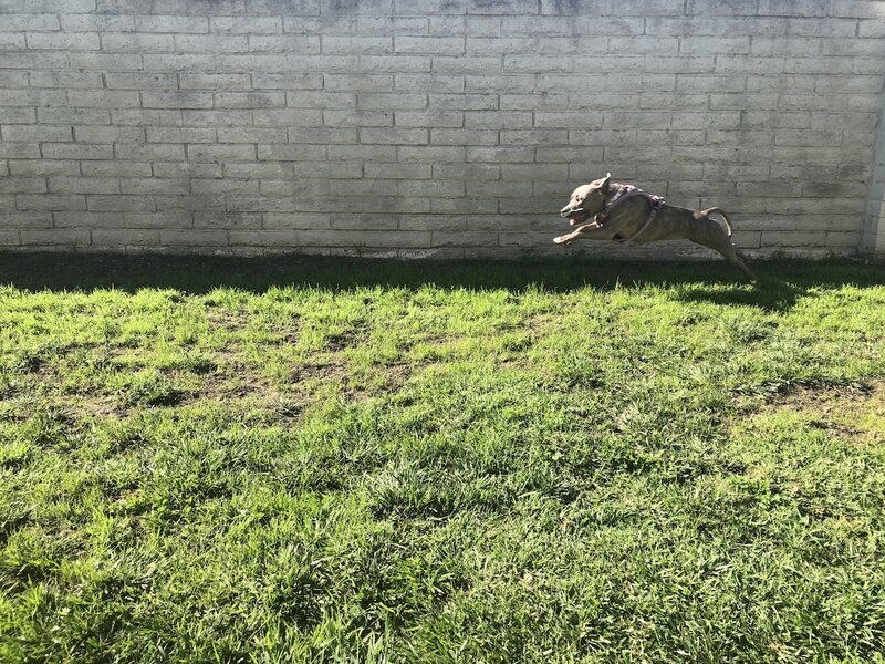 Energetic dog sprinting along the private fenced yard at Beach House Bliss OC dog sitting, Huntington Beach CA