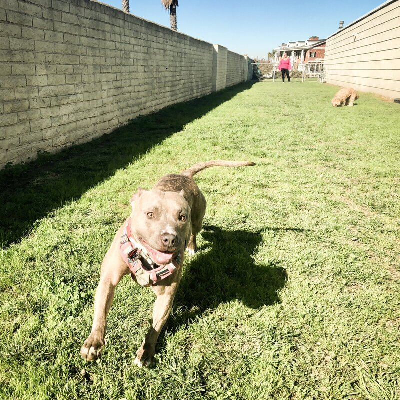 Happy pit bull running at the neighborhood dog park during a daily walk from Beach House Bliss OC