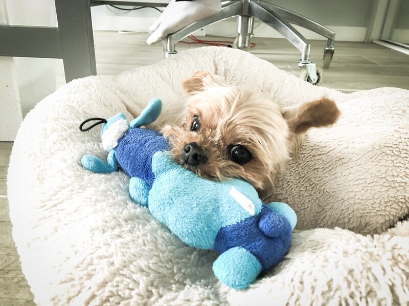 Small Yorkie mix cuddling a blue plush toy in their dog bed at Beach House Bliss OC dog sitting