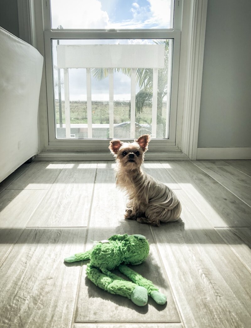Tiny dog sitting in the sunny living room with ocean views at Beach House Bliss OC, Huntington Beach CA