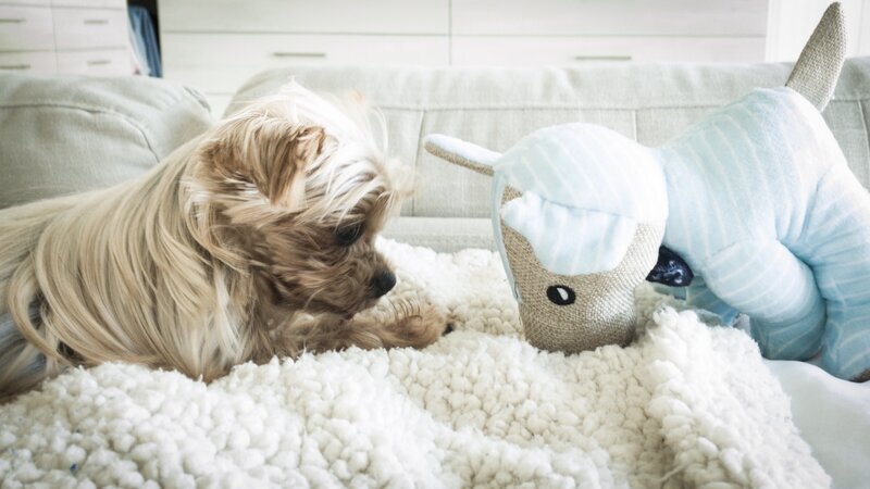Yorkie mix playing with a stuffed animal toy on a cozy blanket at Beach House Bliss OC dog sitting