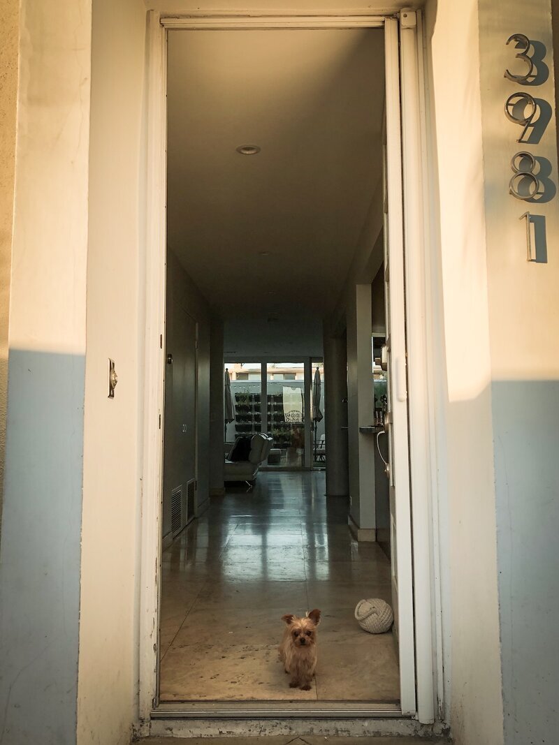 Small dog waiting at the front door of the Beach House Bliss OC private dog sitting home in Huntington Beach