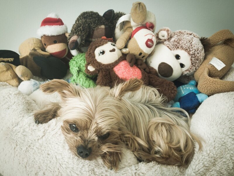 Fluffy Yorkie mix surrounded by a collection of plush toys in their dog bed at Beach House Bliss OC