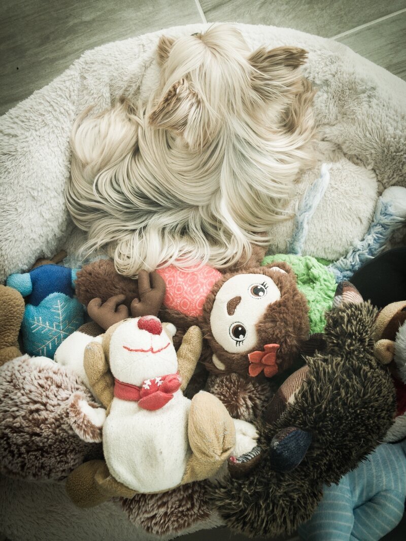 Dog nestled in a round dog bed with plush toys during their stay at Beach House Bliss OC, Orange County