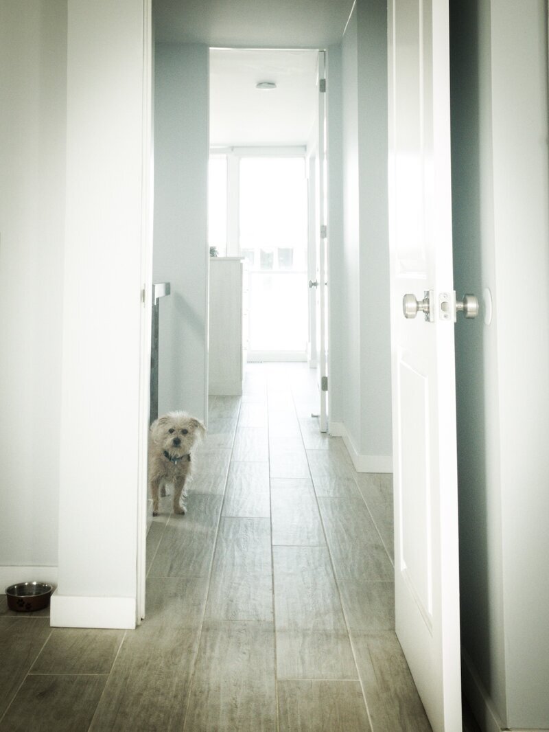 Small terrier mix exploring the bright hallway of the private home at Beach House Bliss OC, Huntington Beach