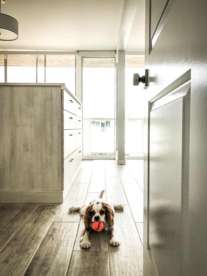 Cavalier King Charles Spaniel puppy playing with a red ball in the kitchen at Beach House Bliss OC dog sitting