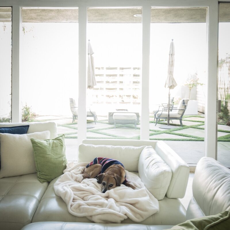 Senior dog in a cozy sweater napping on the sofa with the secure patio visible at Beach House Bliss OC