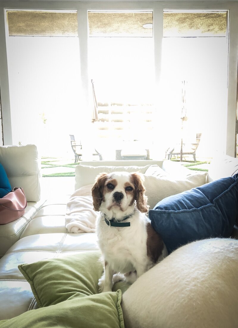 Cavalier King Charles Spaniel relaxing on the couch with the secure turf patio at Beach House Bliss OC