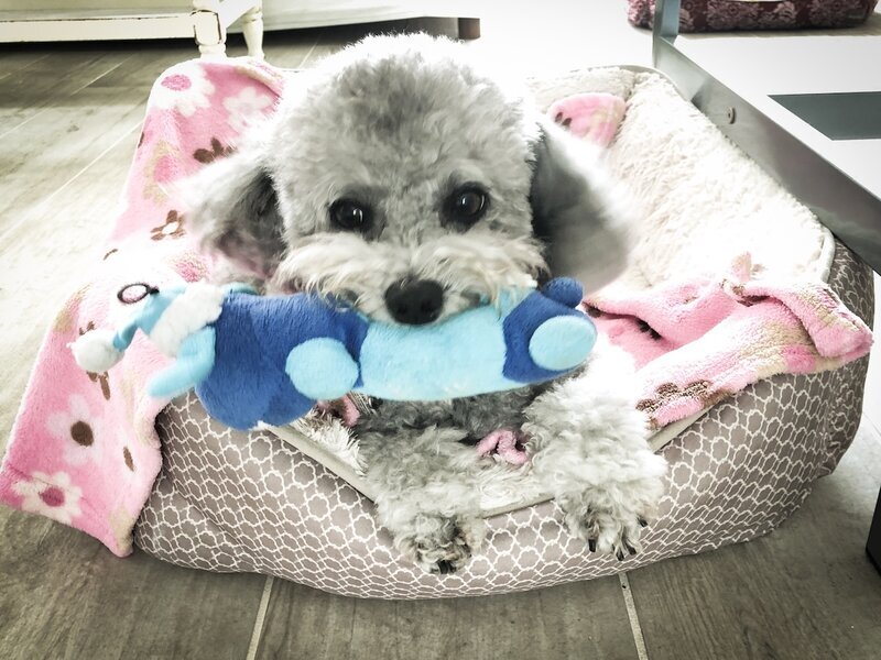 Gray toy poodle cuddling a plush toy in a dog bed at Beach House Bliss OC dog sitting, Huntington Beach