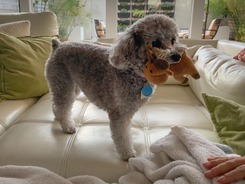 Gray poodle mix proudly carrying a stuffed toy on the couch at Beach House Bliss OC, Orange County CA