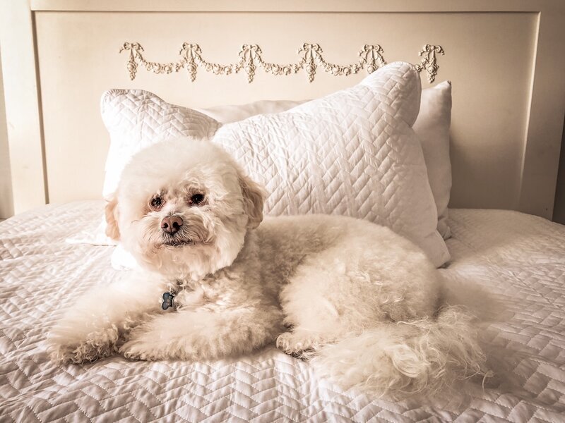 Cozy dog napping on a dog bed at Beach House Bliss OC dog sitting, Orange County CA