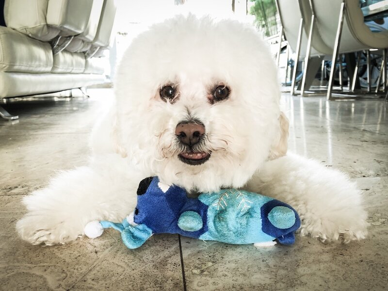 Dog exploring the bright living room at Beach House Bliss OC, Huntington Beach
