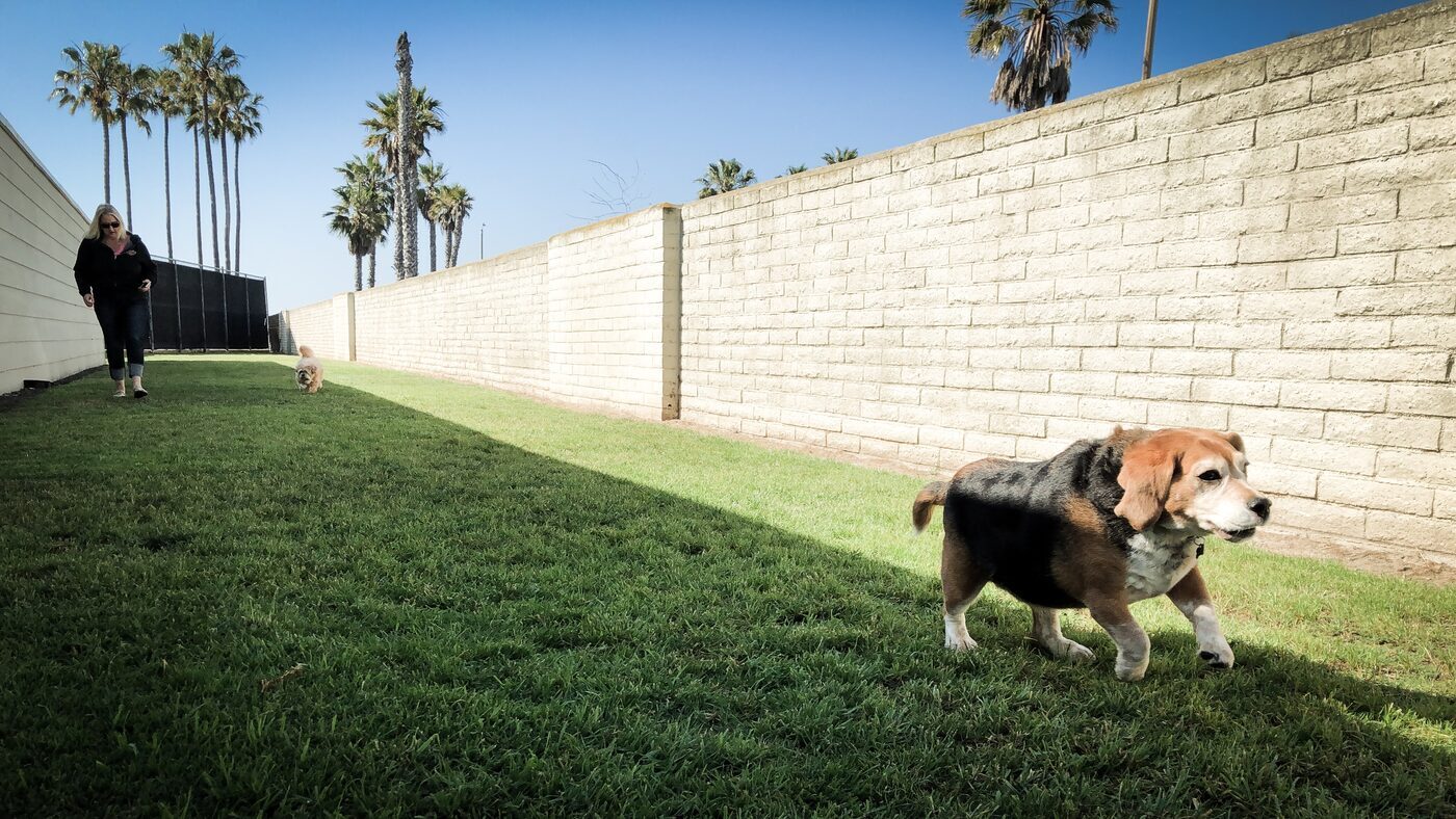 Terri walking a dog in the secure yard in Orange County, CA